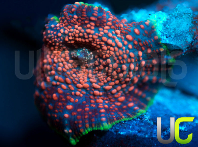 UC Crayola Explosion Mushroom