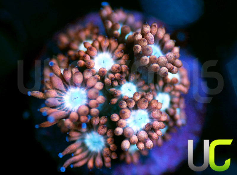 UC Cosmic Candy Goni