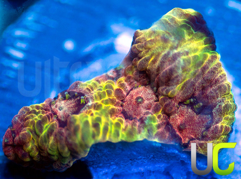 Tyree War and Peace Favites