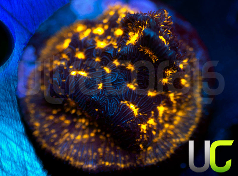 UC Blinding Lights Lepto