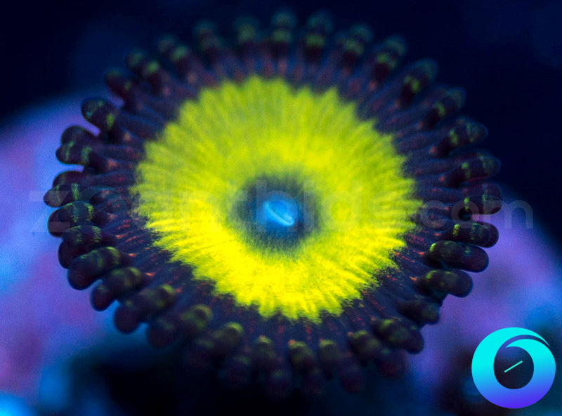 Deep Tempest