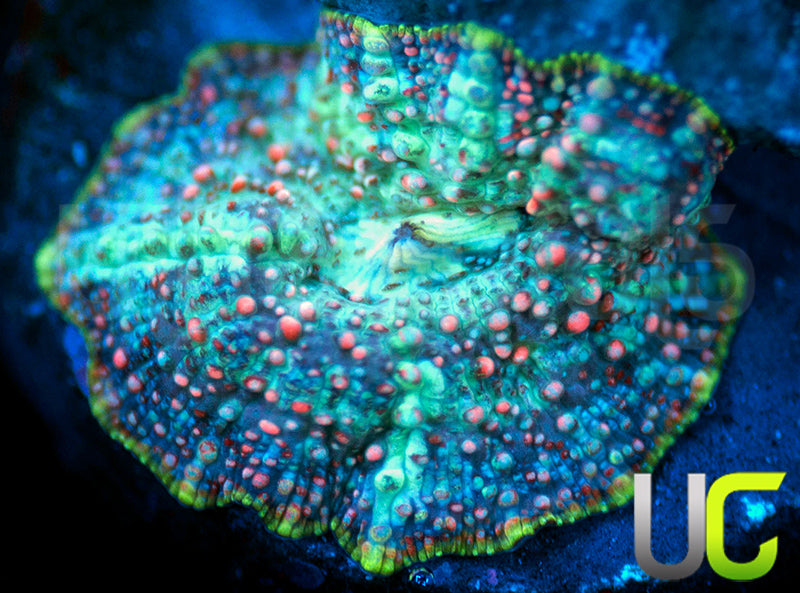 UC Confetti Mushroom