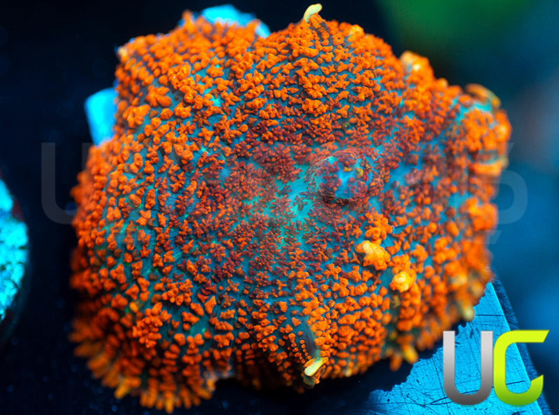UC Hells Spells Mushroom