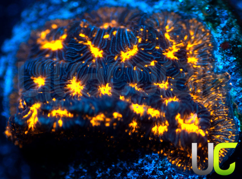 UC Blinding Lights Lepto