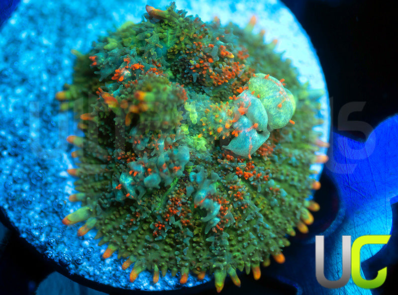 UC Fuzzy Bubble Bounce Mushroom