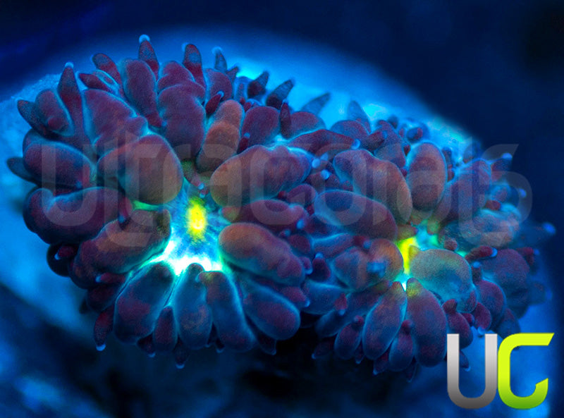 UC Blue Sphinx Blastos