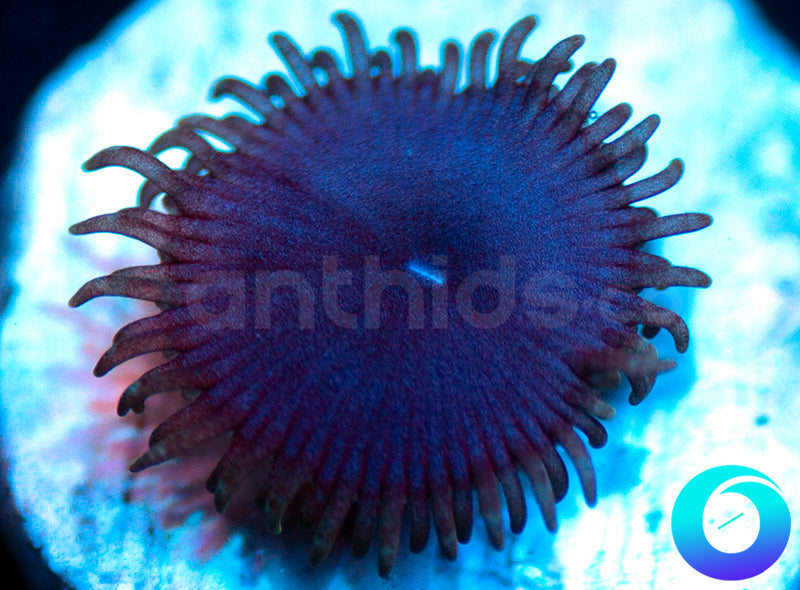 Electric Blue Proto
