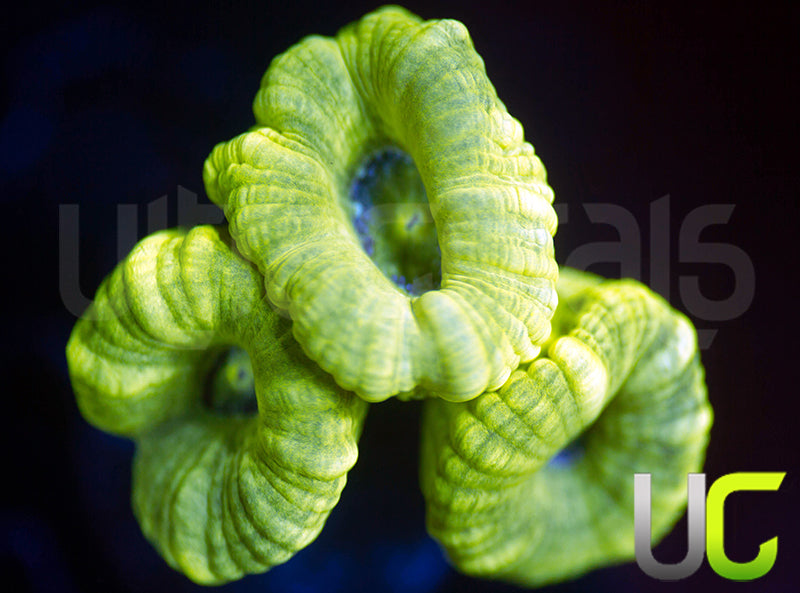 Kryptonite Candy Cane