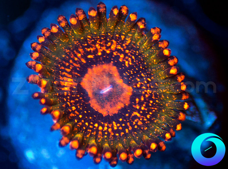 Speckled Krak