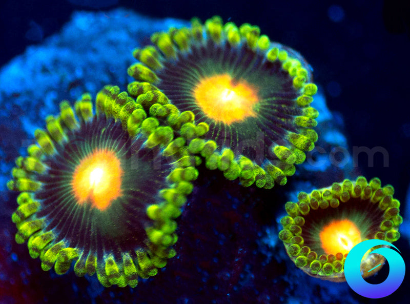 Alien Invasion