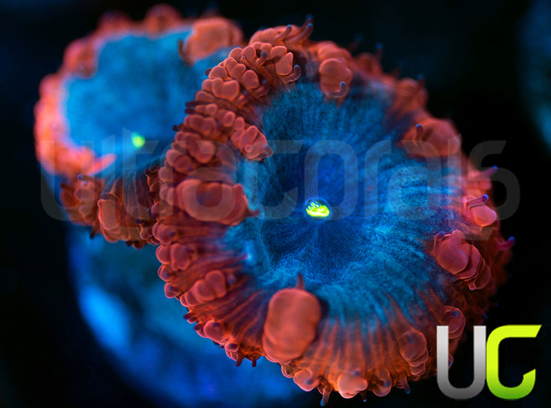 UC Forbidden Blue Blastos