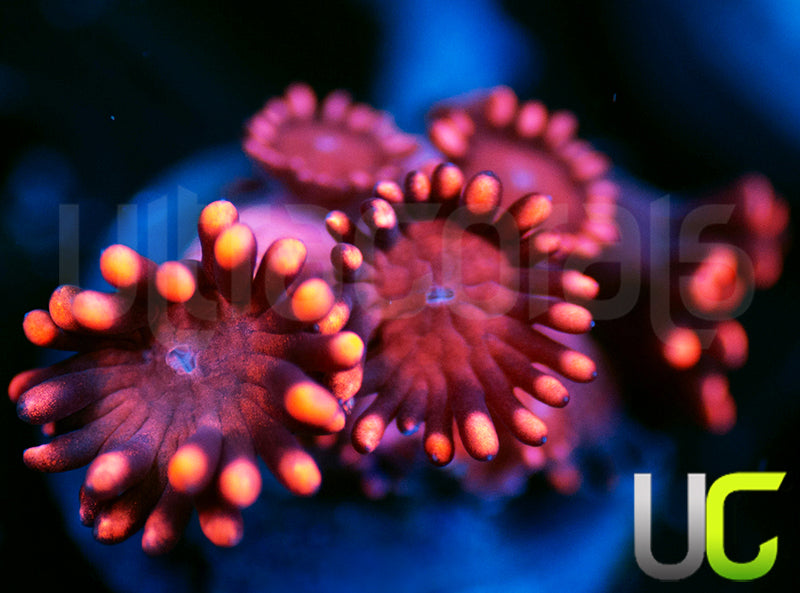 UC Scarlet Pimpernel Goni
