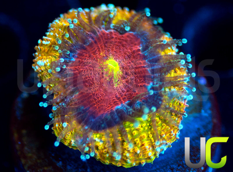 UC Sunfire Micro Amakusensis