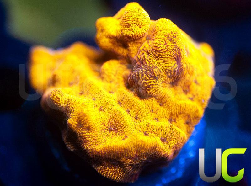 UC Golden Dragon Lepto