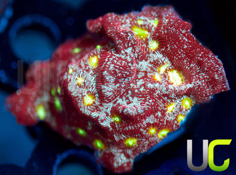 UC Red Devil Lepto