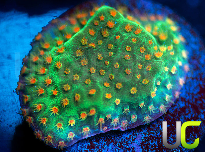UC Reptar Porites