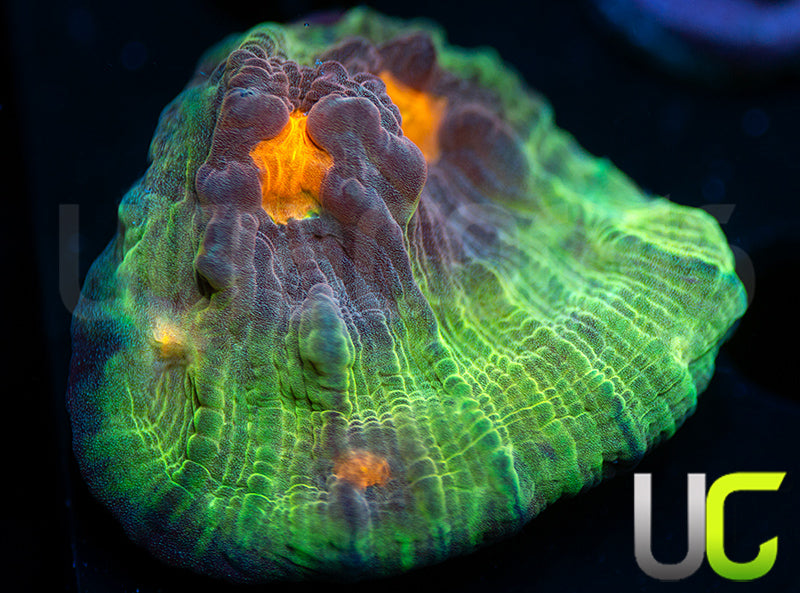UC Jamberry Chalice
