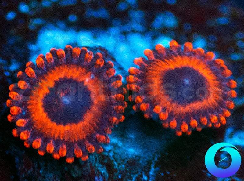 Kedds Reds