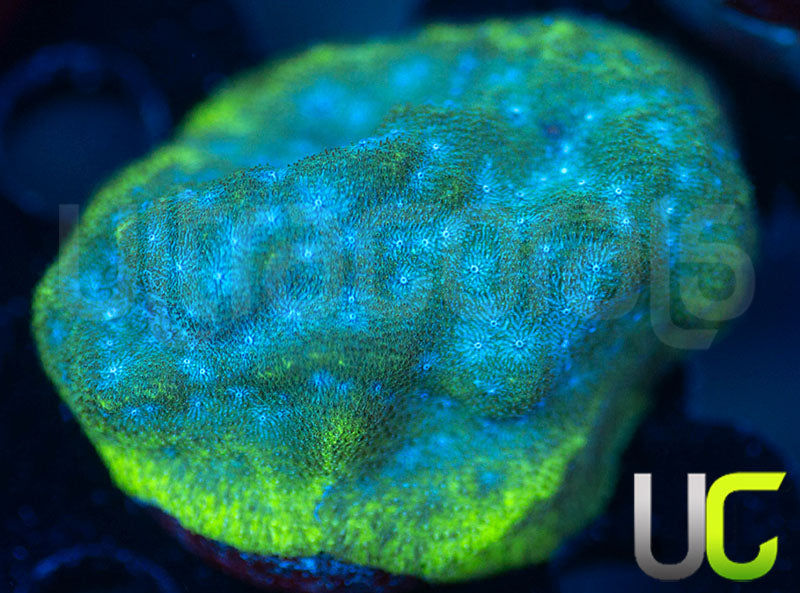 UC Toxic Constellation Psammocora