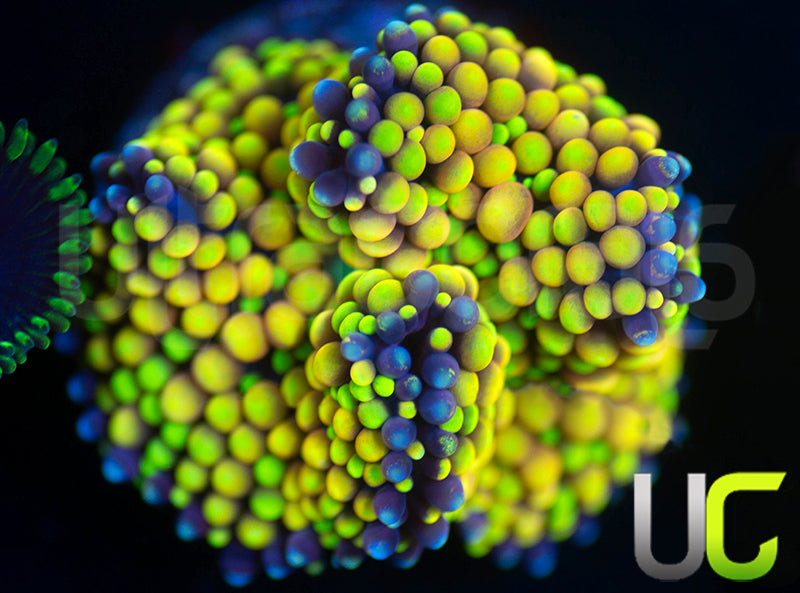 UC Metallic Pink and Yellow Florida Ricordea