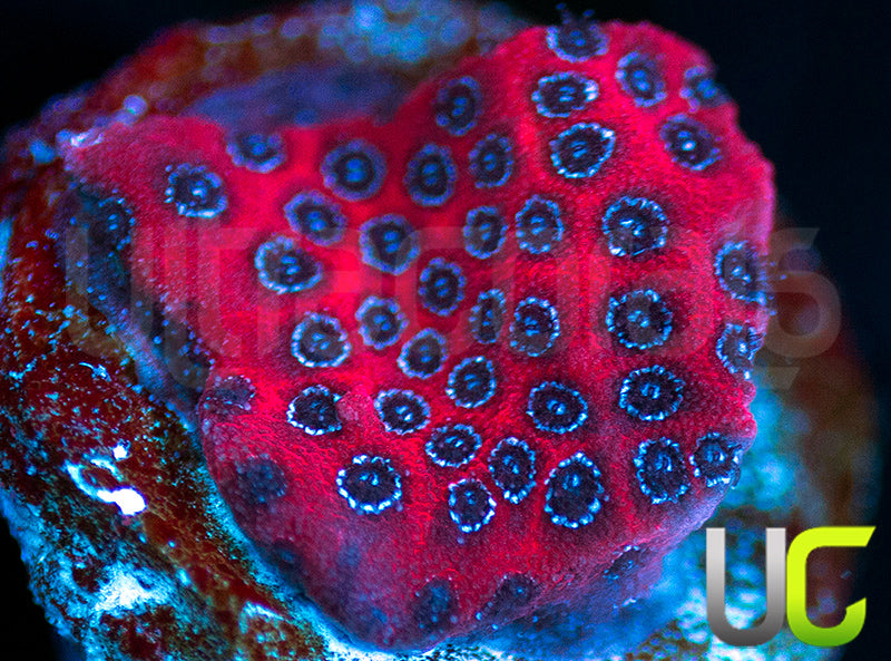 Darth Maul Porites