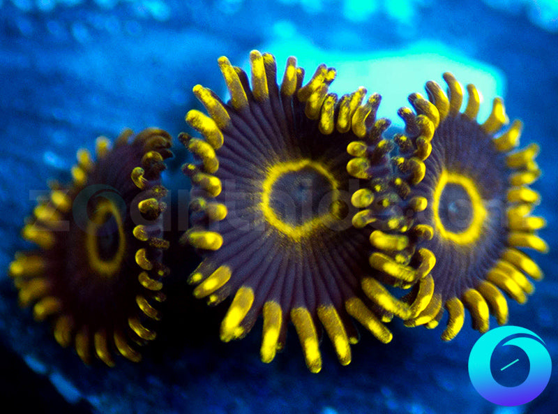Purple Hornets