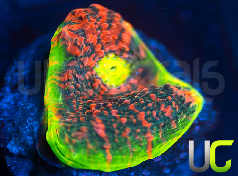 Ultra Watermelon Chalice