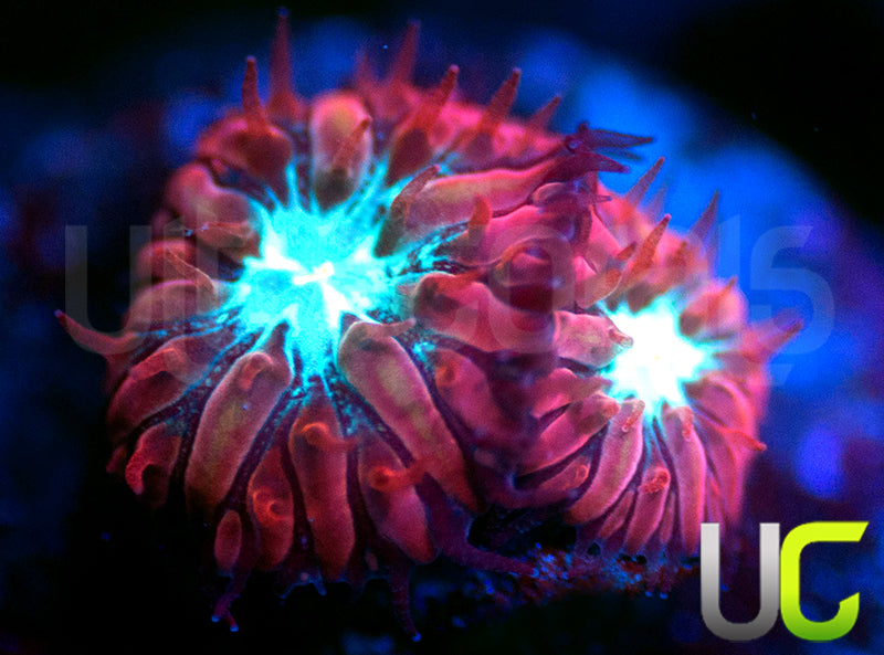 UC Azure Sky Blastos