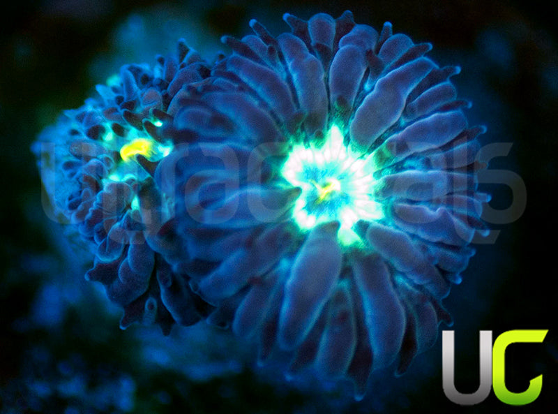 UC Dark Arts Blastos