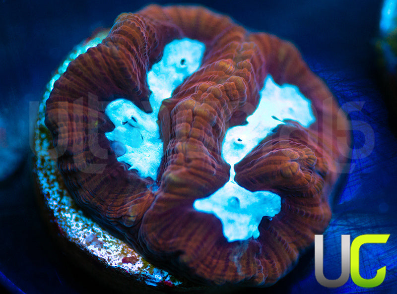 UC GOT Ice King Platy