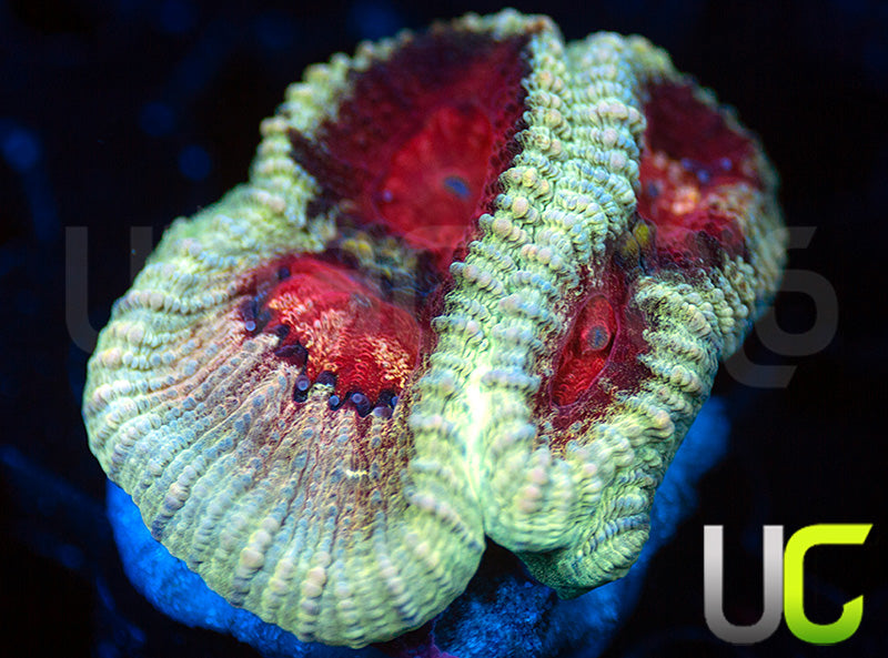 UC Tigers Blood Favia