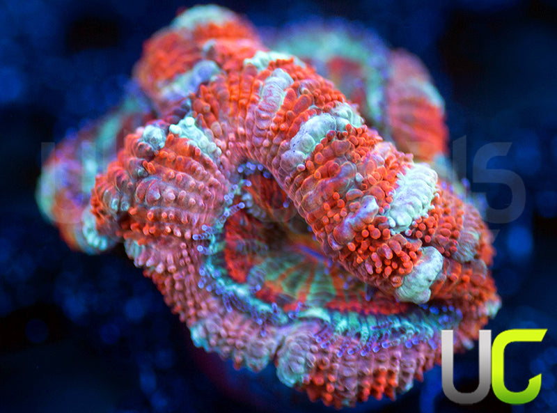 UC Ringmaster Micro Lord