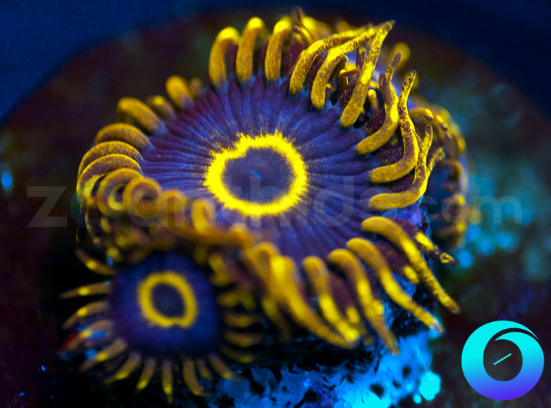 Purple Hornets