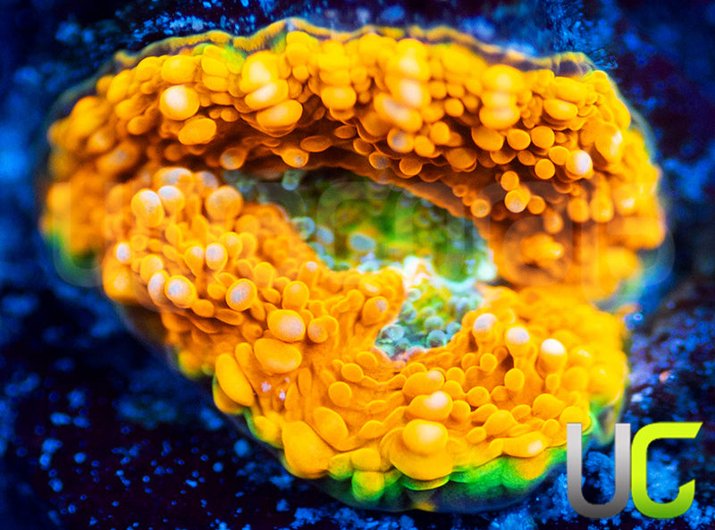OG Pumpkin Patch Acan Echinata
