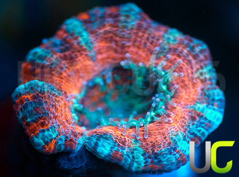UC Big Top Micro Lord
