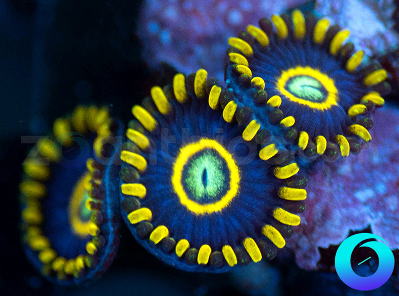 Blue Hornets