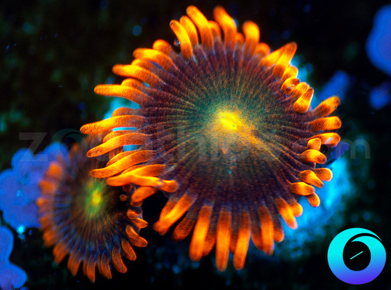 Solar Fusion