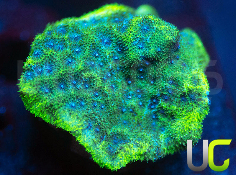 UC Toxic Constellation Psammocora