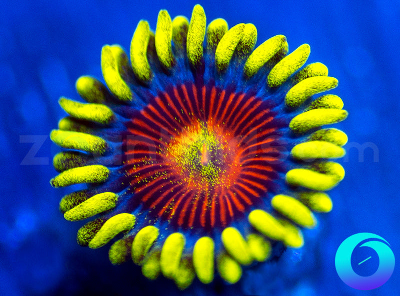 Electric Shocktopus