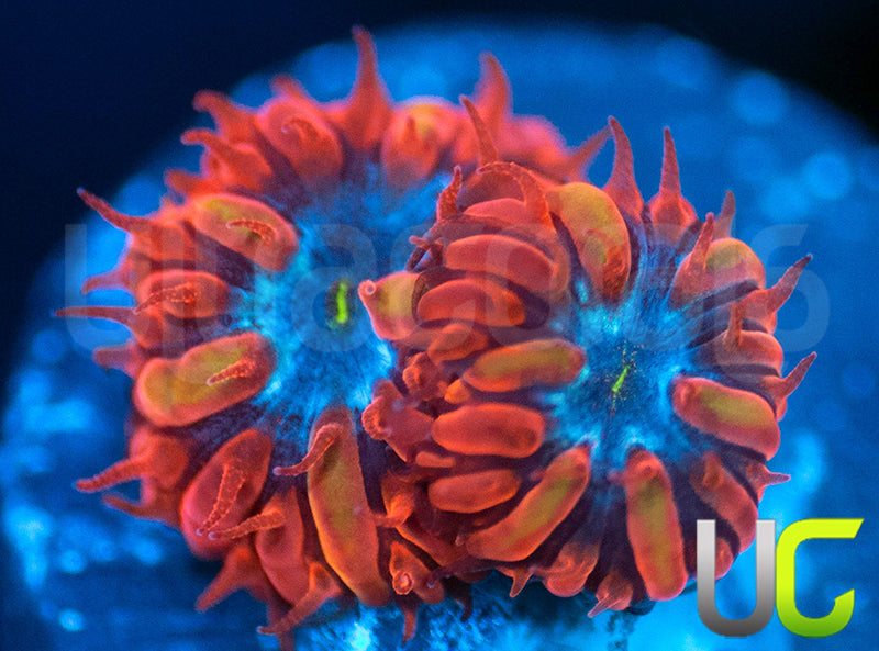 UC Blue Raven Blastos
