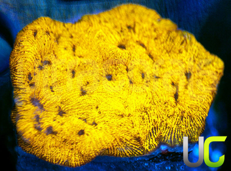 UC Golden Dragon Lepto