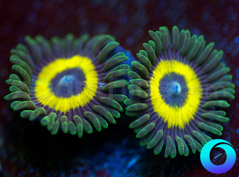 GloWorms