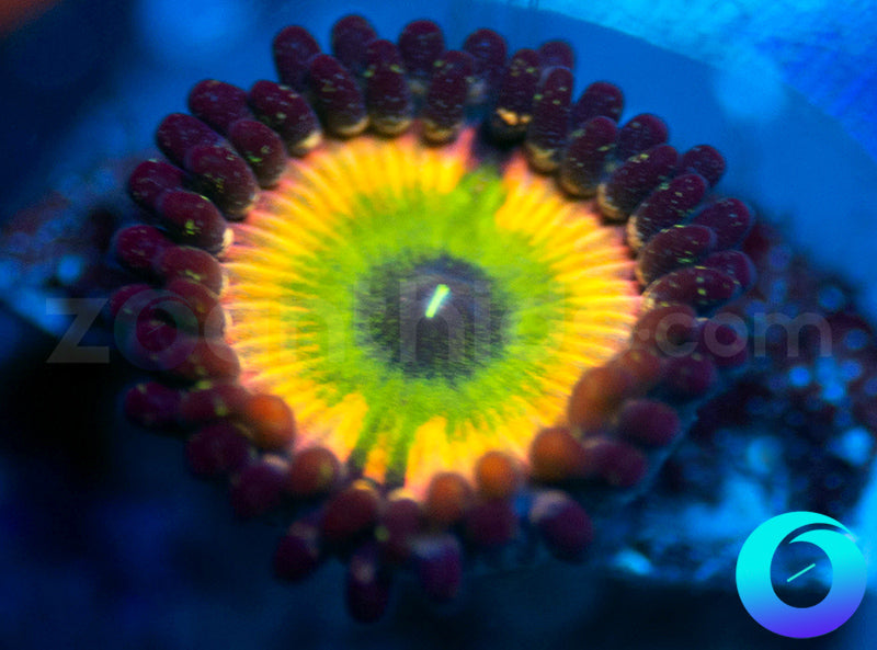 SC Orange Rainbow