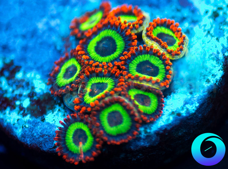 Emeralds on Fire