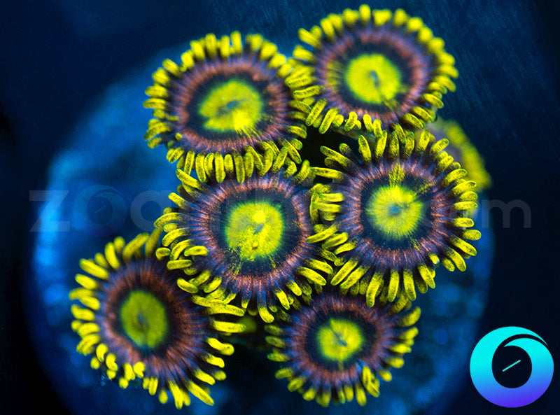 Lemon Devils