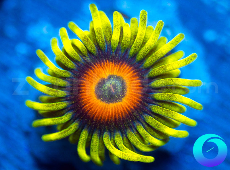 Super Sunflower
