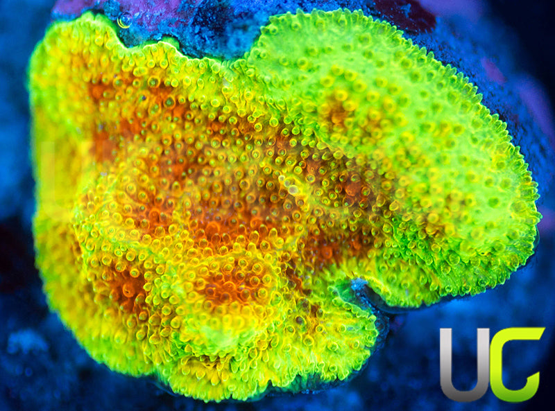 UC Wicked Ridge Psammocora