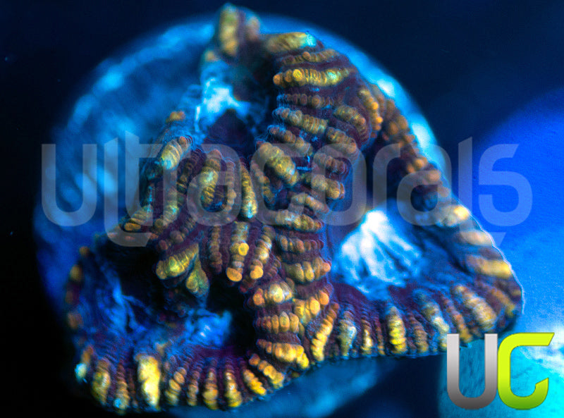 UC Blue Leopard Favia