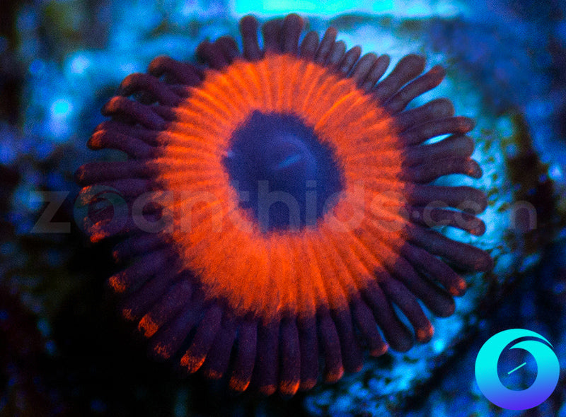 Kedds Reds