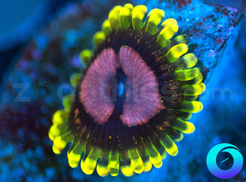 Purple Monster